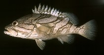 Image of Epinephelus radiatus (Oblique-banded grouper)