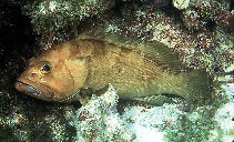 Image of Epinephelus rivulatus (Halfmoon grouper)