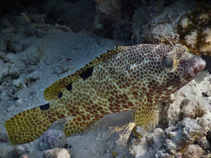 Image of Epinephelus spilotoceps (Foursaddle grouper)