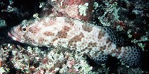 Image of Epinephelus tauvina (Greasy grouper)