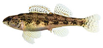 Image of Etheostoma bellator (Warrior darter)