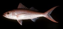 Image of Etelis coruscans (Deepwater longtail red snapper)