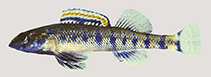 Image of Etheostoma jessiae (Blueside darter)