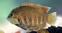 Image of Etroplus suratensis (Pearlspot)