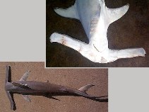 Image of Eusphyra blochii (Winghead shark)