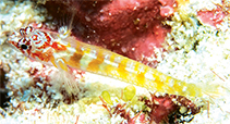 Image of Eviota dalyi (Amirante dwarfgoby)