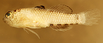 Image of Eviota flaviarma (Yellow-shoulder dwarfgoby)