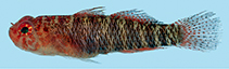 Image of Eviota lateritea (Laterite dwarfgoby)
