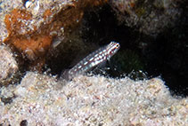 Image of Eviota marerubrum (Red Sea dwarfgoby)