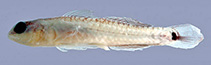 Image of Eviota punyit (Punyit dwarfgoby)