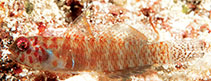Image of Eviota punctulata (Dotted dwarfgoby)