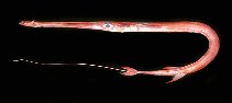 Image of Fistularia petimba (Red cornetfish)