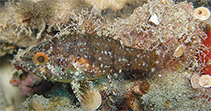 Image of Foa fo (Weedy cardinalfish)