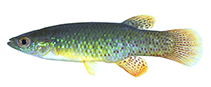 Image of Fundulus chrysotus (Golden topminnow)