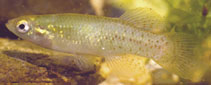 Image of Fundulus chrysotus (Golden topminnow)