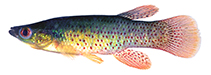 Image of Fundulus chrysotus (Golden topminnow)