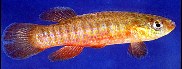 Image of Fundulus cingulatus (Banded topminnow)