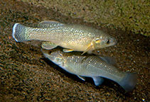 Image of Fundulus grandissimus (Giant killifish)