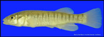 Image of Fundulus kansae (Northern plains killifish)