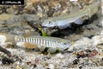 Image of Fundulus kansae (Northern plains killifish)