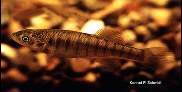 Image of Fundulus zebrinus (Plains killifish)