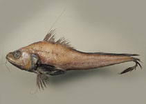 Image of Gadomus colletti 