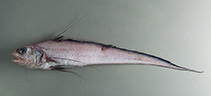 Image of Gadomus dispar 