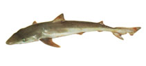 Image of Galeorhinus galeus (Tope shark)