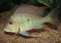 Image of Geophagus altifrons 