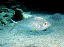 Image of Gerres longirostris (Strongspine silver-biddy)