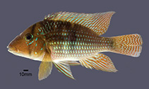 Image of Geophagus santosi 