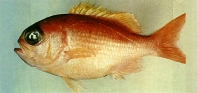 Image of Giganthias immaculatus 