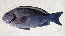 Image of Girella tephraeops (Rock blackfish)
