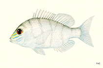 Image of Gymnocranius frenatus (Yellowsnout large-eye bream)