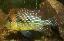 Image of Gymnogeophagus gymnogenys (Smooth-cheek eartheater)