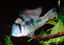 Image of Gymnogeophagus gymnogenys (Smooth-cheek eartheater)