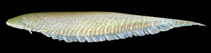 Image of Gymnotus inaequilabiatus 