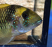 Image of Gymnogeophagus mekinos (Elongated eartheater)