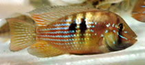 Image of Gymnogeophagus rhabdotus (Stripefin eartheater)