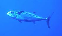 Image of Gymnosarda unicolor (Dogtooth tuna)