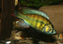 Image of Haplochromis erythromaculatus 