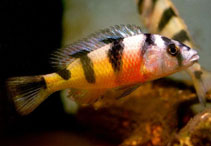 Image of Haplochromis latifasciatus 