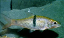 Image of Hampala macrolepidota (Hampala barb)