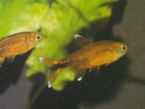 Image of Hasemania nana (Silvertip tetra)