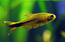 Image of Hasemania nana (Silvertip tetra)