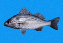 Image of Haemulopsis nitidus (Shining grunt)