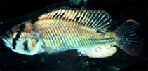 tn_Harud_u0.jpg