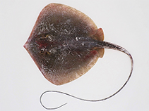 Image of Hemitrygon bennettii (Bennett\