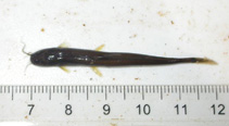 Image of Chasmocranus bleekeri 