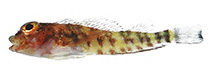 Image of Helcogramma desa (Neglected triplefin)